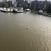 Hoogwater in de IJssel en dus ook deJachthaven van Zutphen.