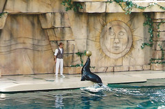 Photo 5 of 7 in the Sea World gallery