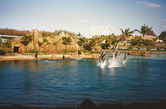 Photo 4 of 7 in the Sea World gallery