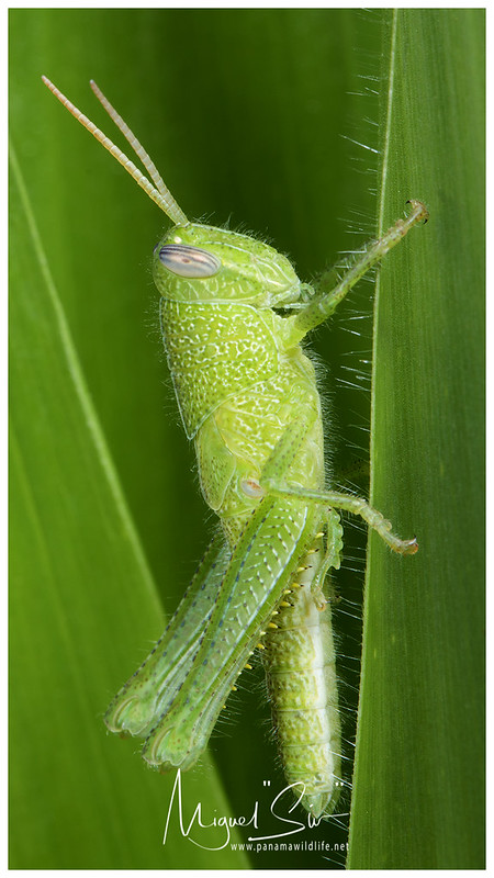 Grasshopper / Saltamontes