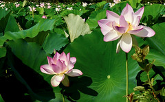 Sea of Lotus
