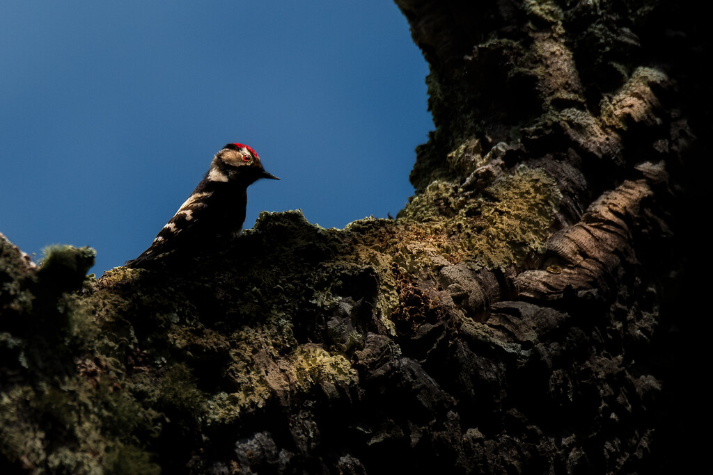 Male Lesser Spotted Woodpecker Hiding In The Shadows