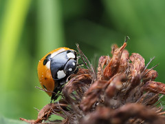 Ladybug - Photo of Chilly-Mazarin