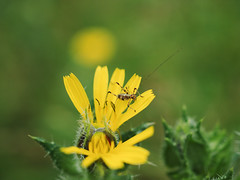 Insect - Photo of Les Loges-en-Josas
