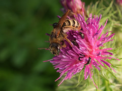 Bee - Photo of Chilly-Mazarin