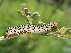 Mullein moth caterpillar - Cucullia verbasci