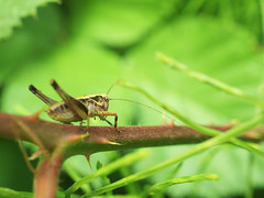 Grasshopper - Photo of Nozay