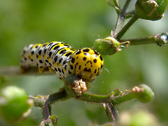 Mullein moth caterpillar - Cucullia verbasci