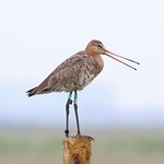 Black-tailed godwit 'Earith' at the RSPB Pilot Project site in 2020 (Jonathan Taylor, RSPB)
