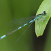 Taiga Bluet - Coenagrion resolutum (Coenagrionidae) 120y-6186211
