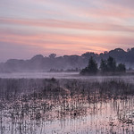Early morning fog in the Kampina nature reserve