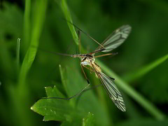 Tipula maxima - Photo of Trans-la-Forêt