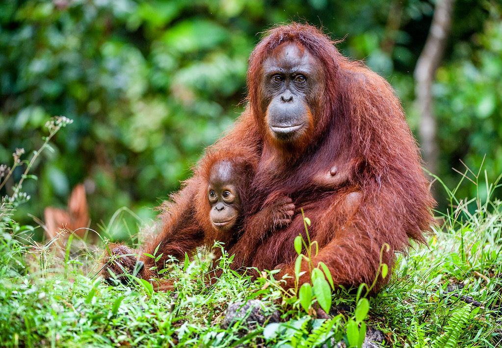 Le parc de Semenggoh abrite de nombreux orangs-outans en liberté