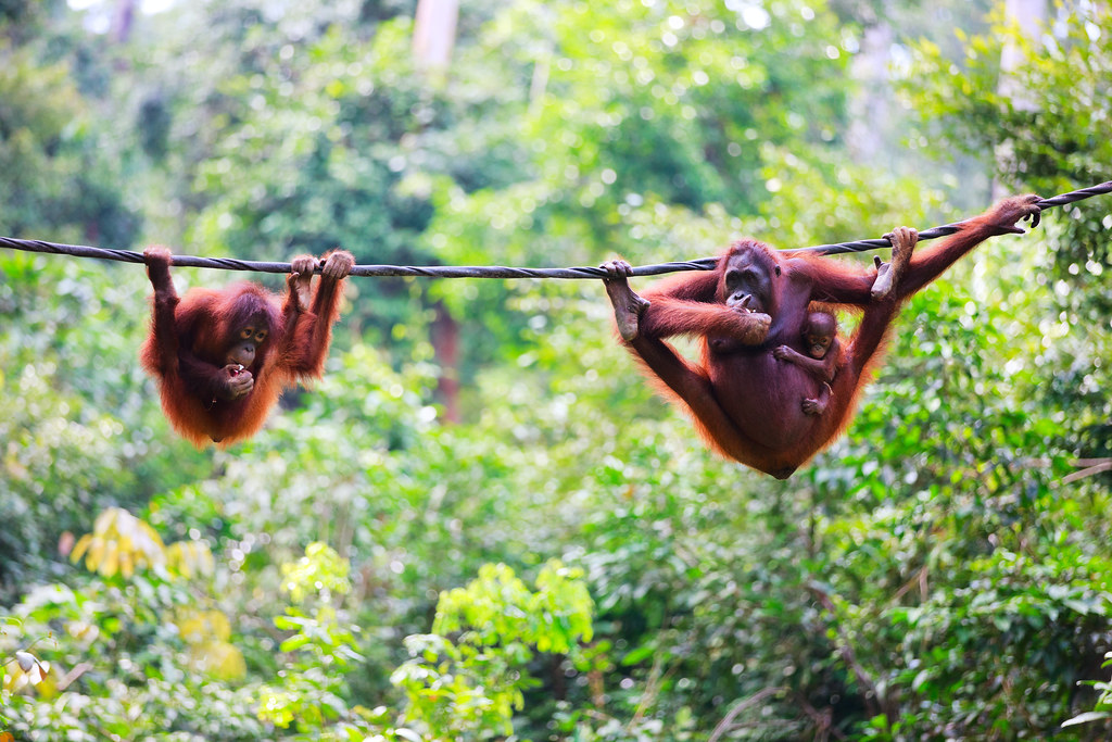 Le parc de Semenggoh abrite de nombreux orangs-outans en liberté