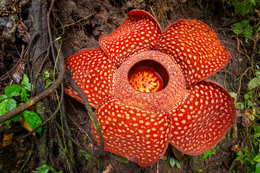 La Rafflesia, la plus grosse fleur du monde