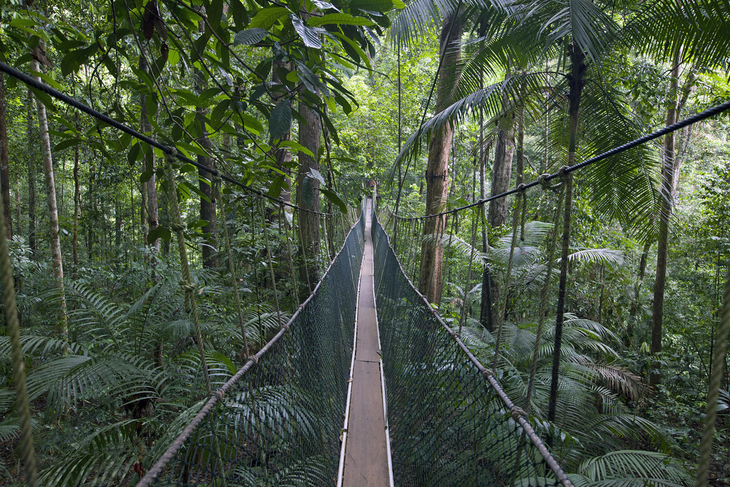 Pont suspendu dans le parc de Taman Negara, le plus gros parc de la Malaisie péninsulaire