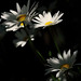 Daisies Blooming Now