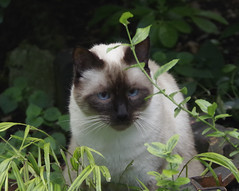 one French cat - Photo of Saint-Leu-la-Forêt