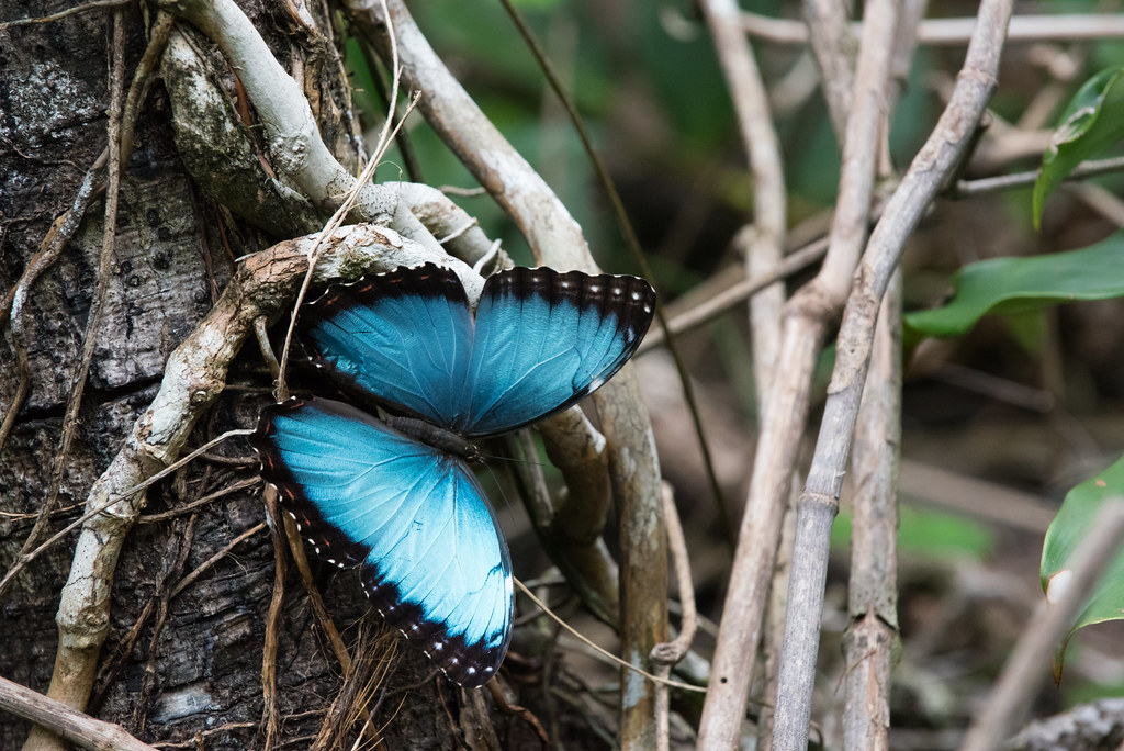 Visite d’une ferme de papillons, le Costa Rica abritant près de 1 250 espèces