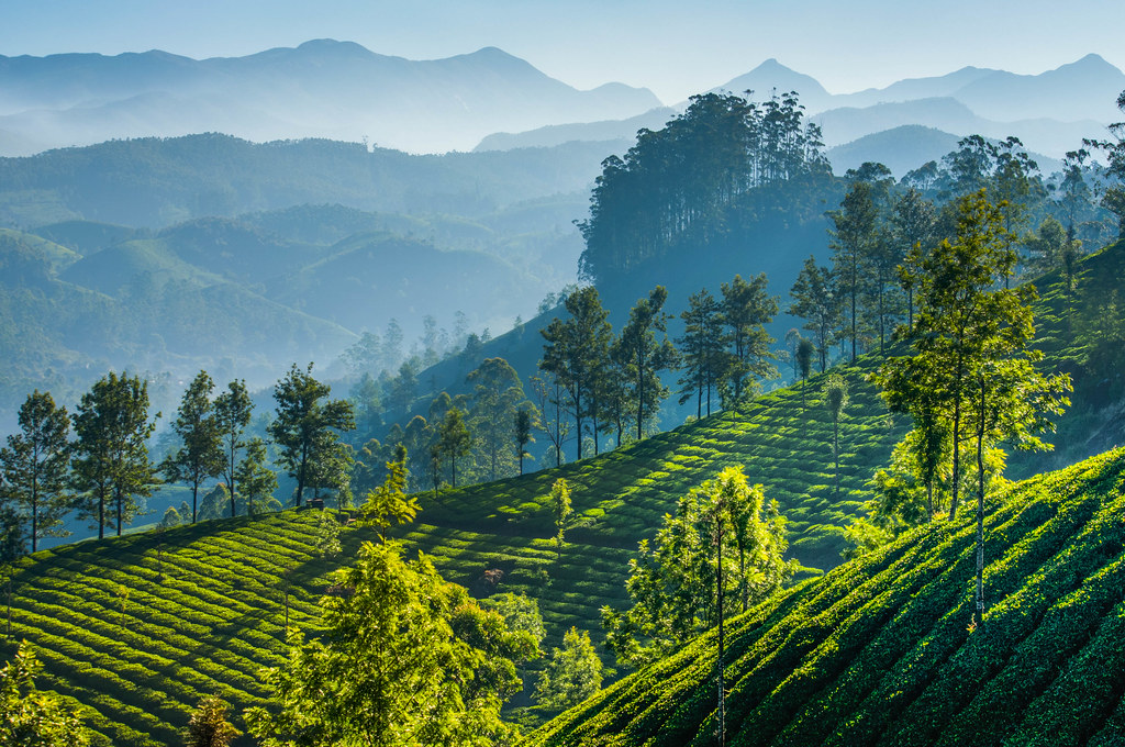 Plantation de thé dans le Kerala