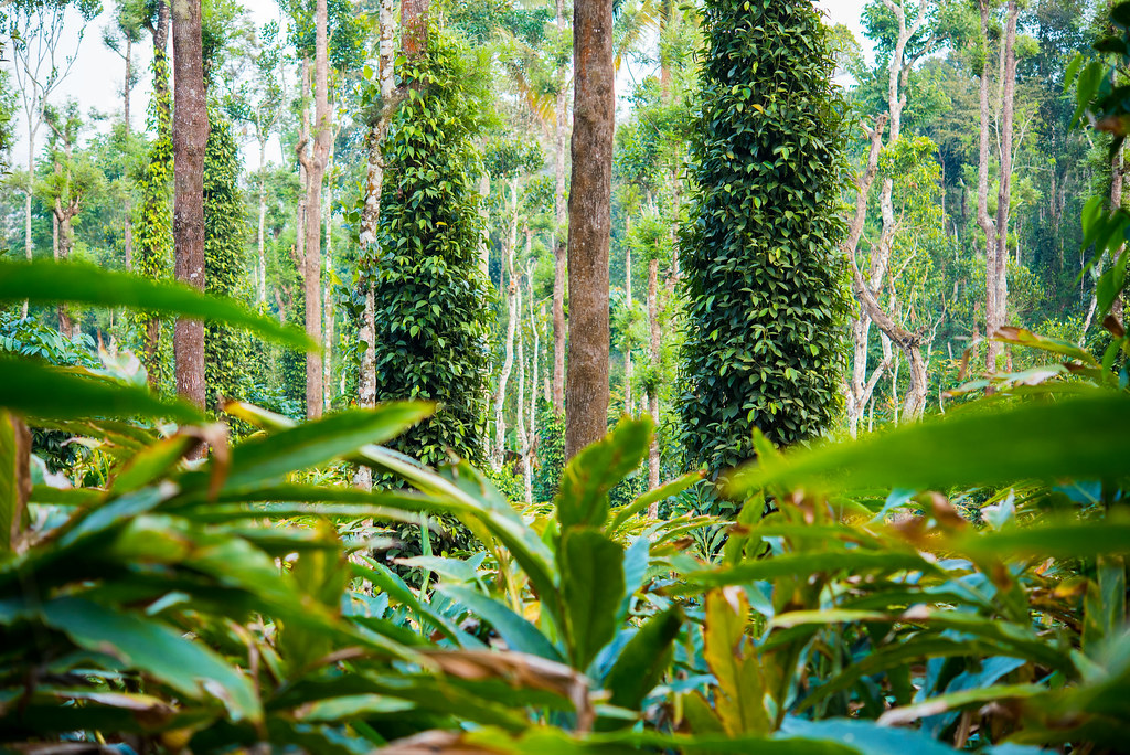 Plantation de cardamome dans la région du Kerala