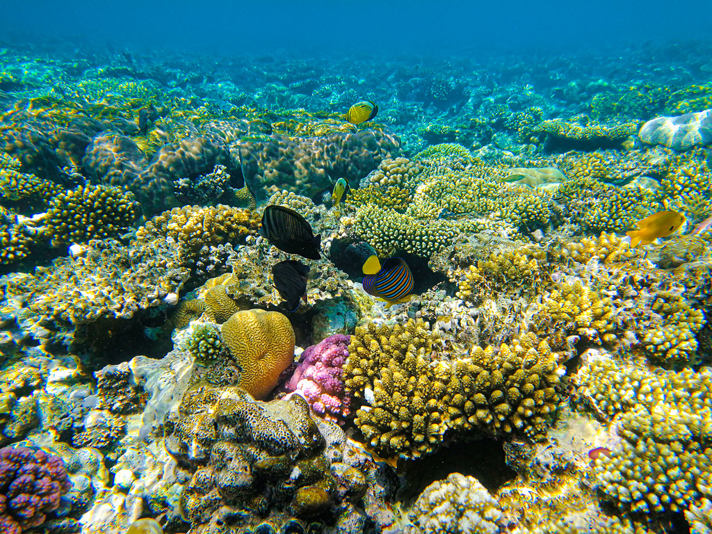 Découverte du monde sous-marin des Maldives