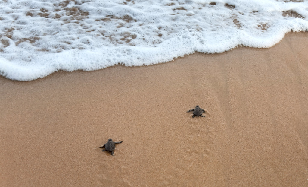 À Kosgoda, visite d'un incubateur de tortues marines