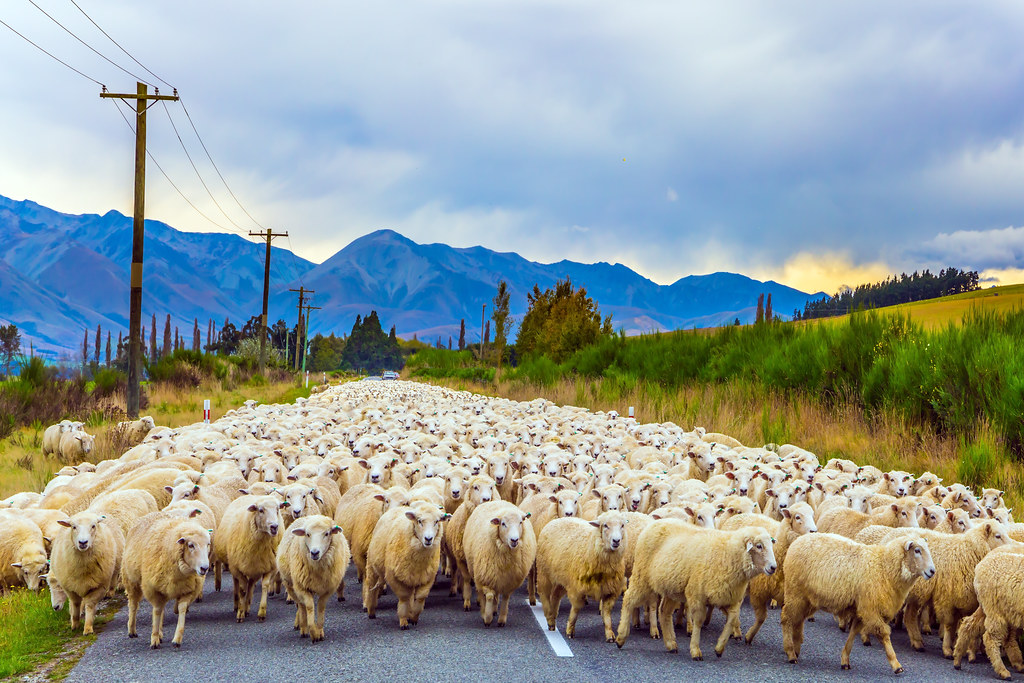 En Nouvelle-Zélande, les moutons se comptent par miliers!