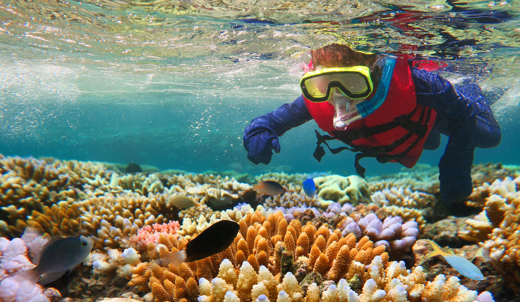 Baignade, plongée en apnée et découverte des fonds marins de la Grande Barrière de corail