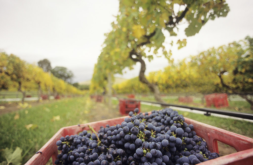 Dégustation de vins et dîner au vignoble Yering Station Winery, dans la Yarra Valley