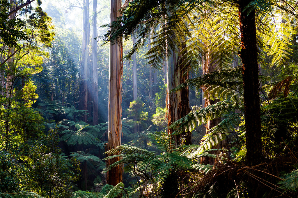 Promenade dans les belles forêts de fougères et d'eucalyptus