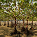 Starfish Bay 海星灣．Mangrove 紅樹林