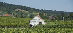 Chambertin Close de Beze - Photo of Collonges-lès-Bévy