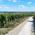 Cycling among the vines