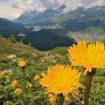 Flowering Alps