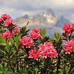 Wild rhododendrons