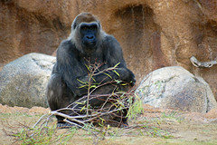 Los Angeles Zoo - Gorilla