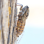 Cicada by the sea shore
