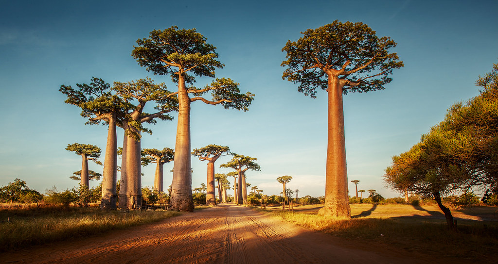 Les grands baobabs!