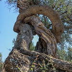 Dragon shaped olive tree