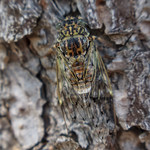 A cicada on a pine tree
