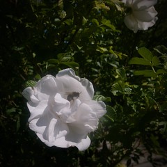 White Hedgehog Rose