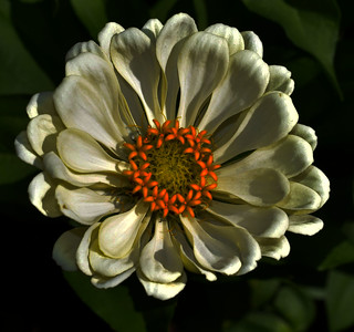 (Explored) Early evening in the zinnia patch