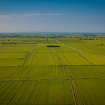 Rice Fields - Vercelli 15.08.2020