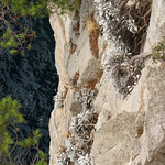 Endemic plants in the cliffs
