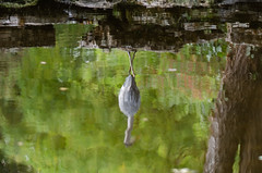 Heron's reflections in water