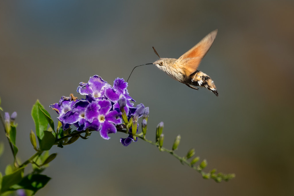 Hummingbird Hawk-Moth - Macroglossum stellatarum