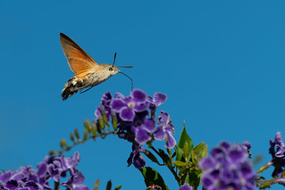 Hummingbird Hawk-Moth - Macroglossum stellatarum