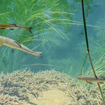Fish in Krka National Park