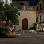 Cats in Dubrovnik